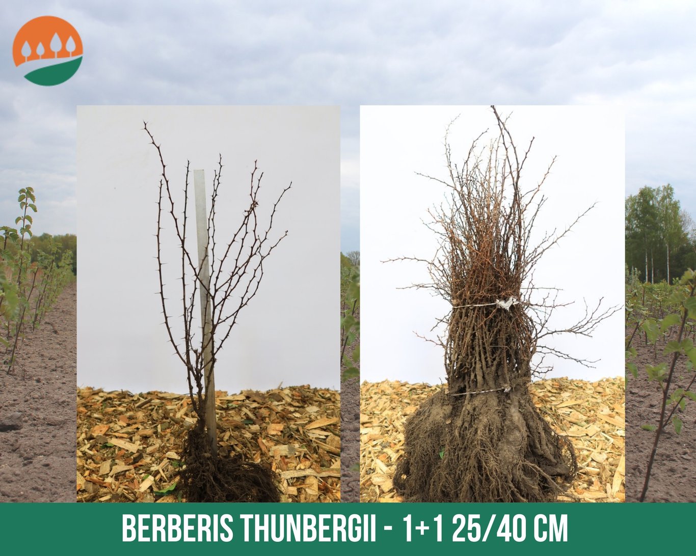 Berberis thunbergii - 25-40 CM bare root 1/1